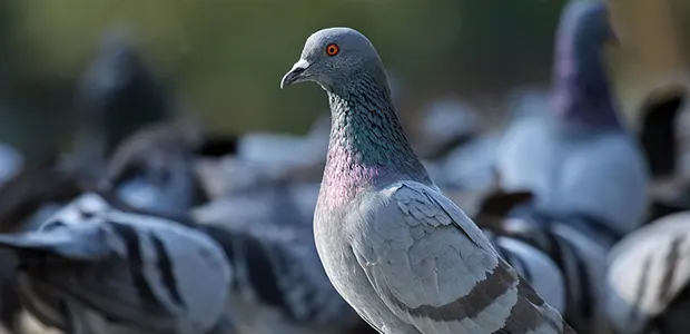Controle de pombos e pássaros urbanos com barreiras físicas e repelentes – Dedetizadora Nova ABC SP e ABC