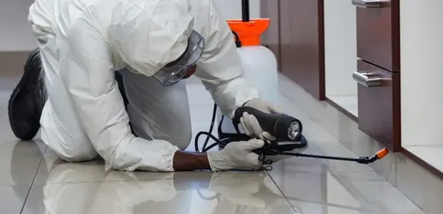 Descupinização profissional em estruturas de madeira contra cupins e brocas – Dedetizadora Nova ABC SP